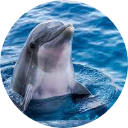 Dolphin Wallpaper New Tab icon