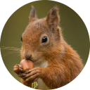 Squirrel Wallpaper icon