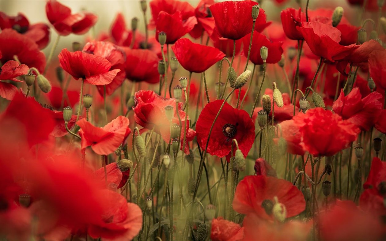 #4. Field of Poppies (Windows) Podle: Microsoft Corporation