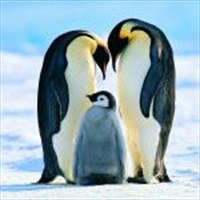 Penguin Papas を入手 Microsoft Store Ja Jp