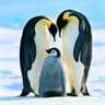 Penguin Papas