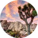 Joshua Tree National Park Wallpaper New Tab icon