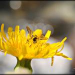 Garden Life 3 by Hayley Elizabeth