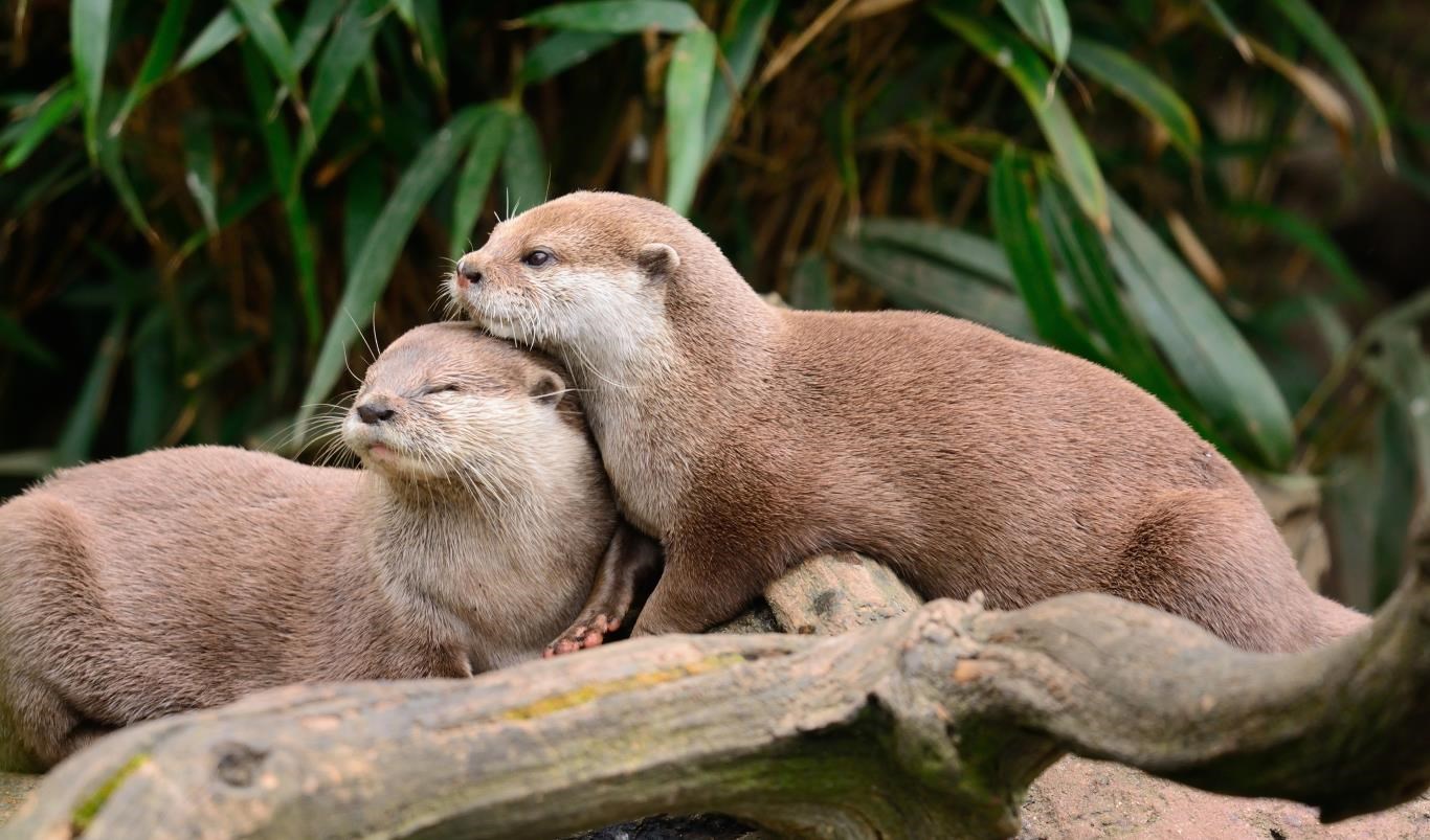Otters を入手 Microsoft Store Ja Jp