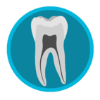 Dental Corpus Anatomy