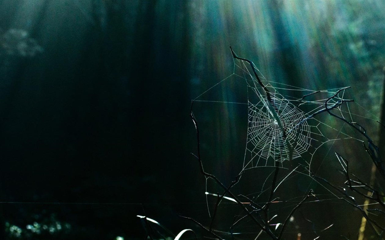 #4. Cobwebs (Windows) 由: Microsoft Corporation