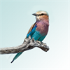 Sasol eBirds of the Kruger National Park