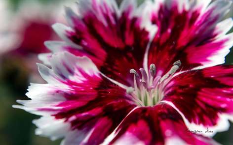 Garden Glimpses 4 by Rangan Das Screenshots 2