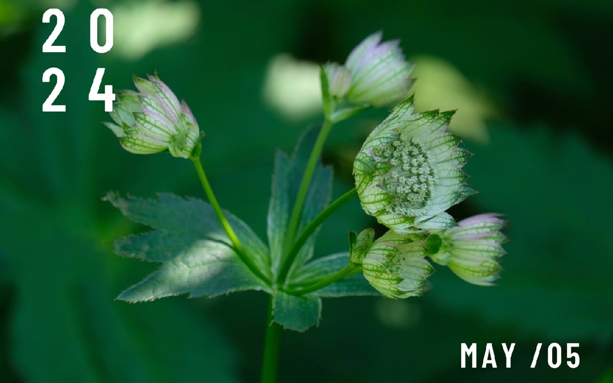 May Nature Wallpaper New Tab