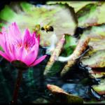 Garden Life by Hayley Elizabeth