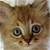 Cute Cat of the Day