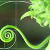 Fibonacci Sequence in Nature