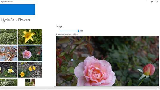 Hyde Park Flowers screenshot 2