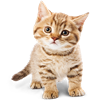 Cat Breed Selector Free