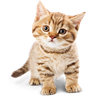 Cat Breed Selector Free