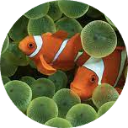 Clownfish Wallpaper New Tab icon