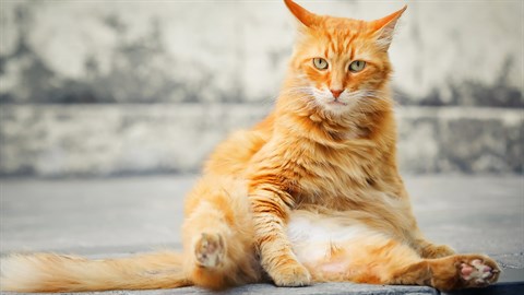 Jigsaw Puzzle Cats 2