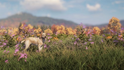 theHunter: Call of the Wild™ - Labrador Retriever