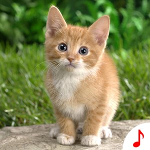 Download Cat Ringtone For Iphone Free