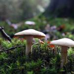 Mushrooms by Edian Annink