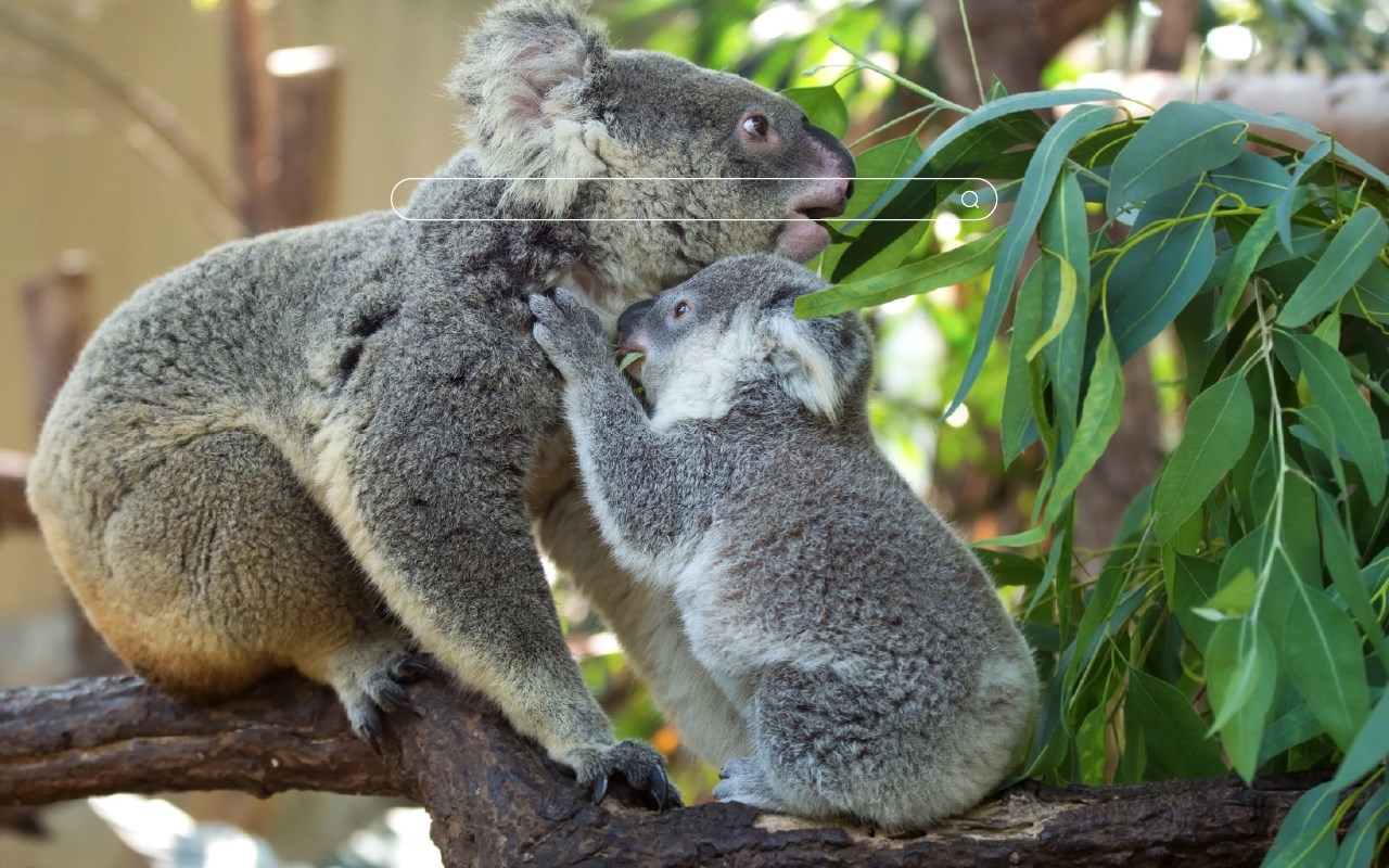 My Koala Bear - Adorable Koala HD Wallpapers