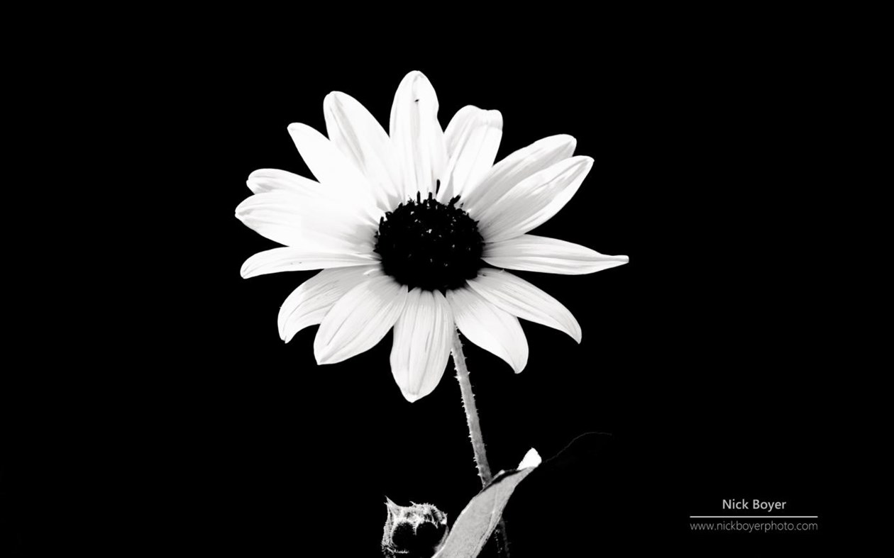 #2. Light and Dark by Nick Boyer (Windows) 由: Microsoft Corporation