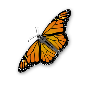 Beautiful Butterfly of the Day