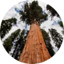 Sequoia National Park Wallpaper New Tab icon