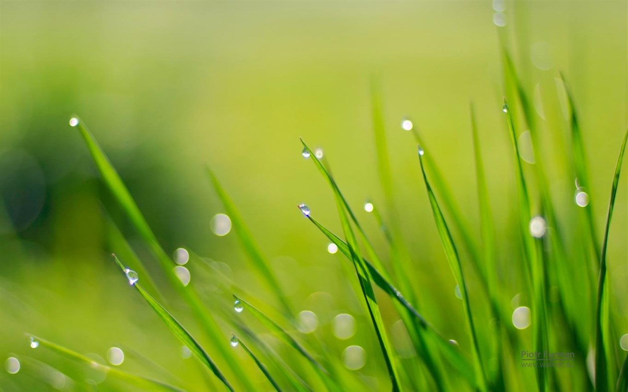 #4. Green World by Piotr Furman (Windows) Podle: Microsoft Corporation