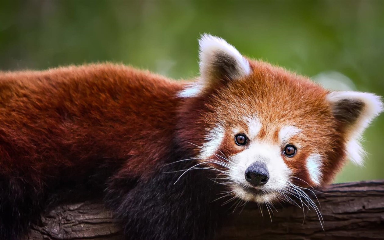 #3. Panda Bears (Windows) Podle: Microsoft Corporation