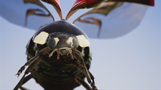 Insects: An Xbox One X Enhanced Experience screenshot 1