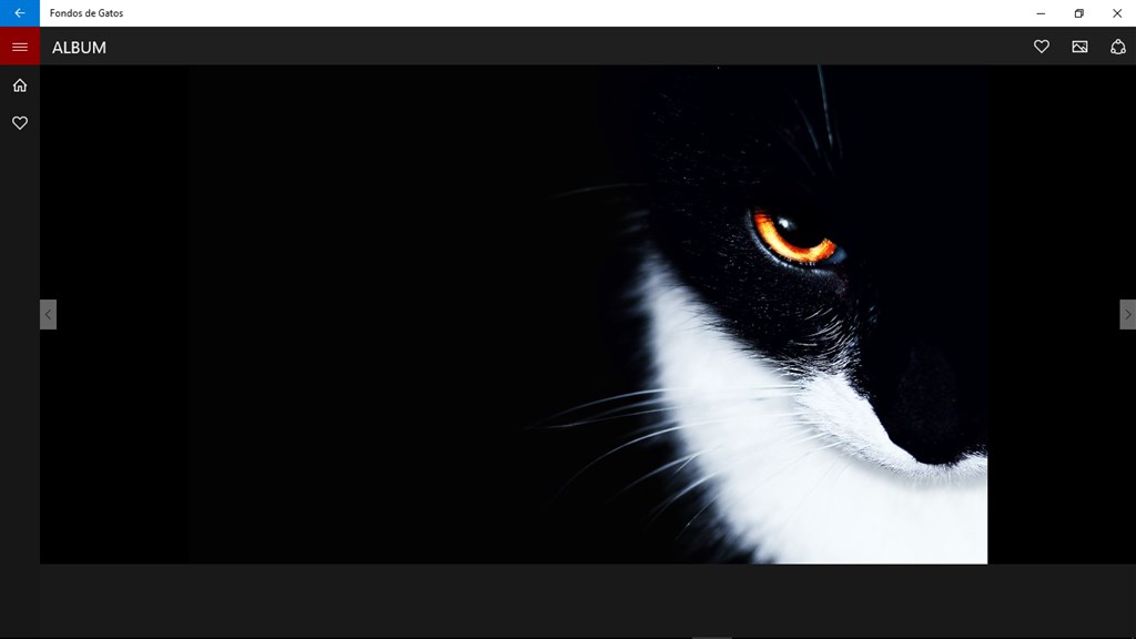 disfruta del fondo de pantalla de gato