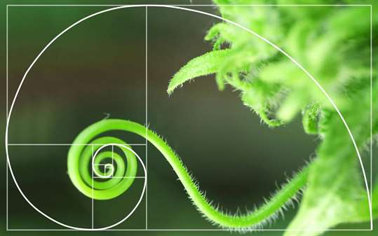 Fibonacci Sequence in Nature screenshot 1