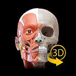 Muscular System - 3D Atlas of Anatomy