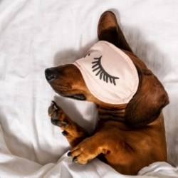 Sleeping Dachshund