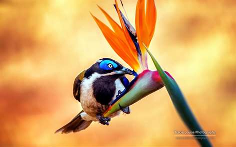Rainbow of Birds by Tracie Louise Screenshots 1