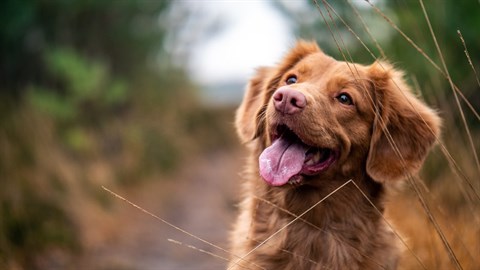 Jigsaw Puzzle Dogs