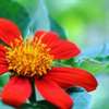 Austin Botanical Garden by Amy Alderman