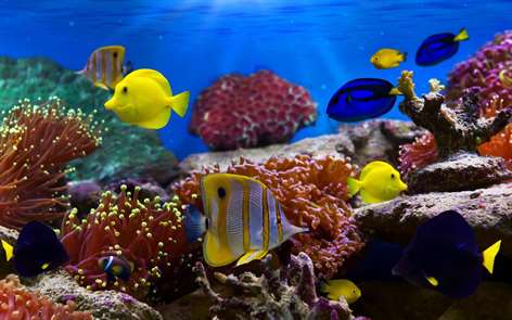 Fish and Corals Screenshots 1