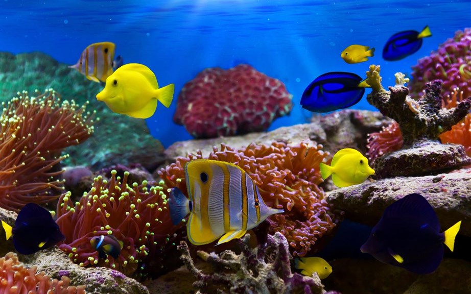 Fish and Corals_1