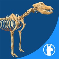 3d Canine Anatomy Software 11 Free Download