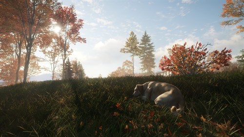 theHunter: Call of the Wild™ - Labrador Retriever
