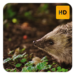 Hedgehog Wallpaper HD New Tab Theme