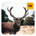 Deer Wallpaper HD New Tab Theme