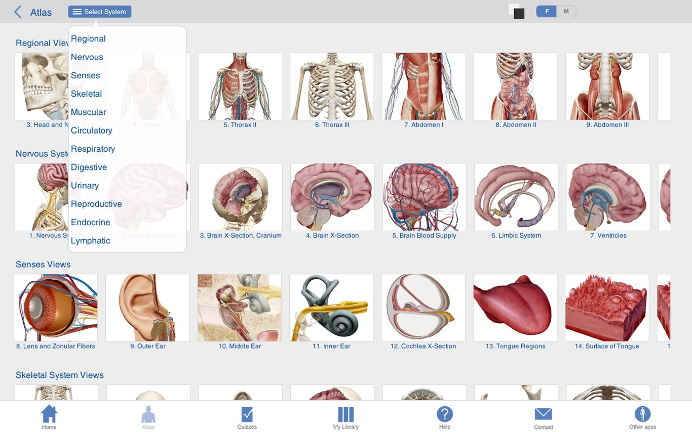 Human Anatomy Atlas - 3D Anatomical Model Of The Human Body – Guide For ...