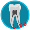 Dental Corpus ANATOMY lite
