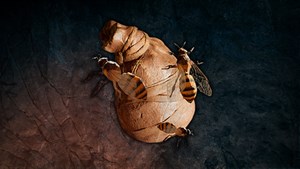 Far Cry Primal - Комплект бомб