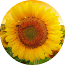 Sunflowers Wallpaper - Microsoft Edge Addons