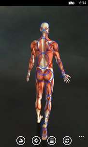 Muscle Trigger Points Anatomy screenshot 3