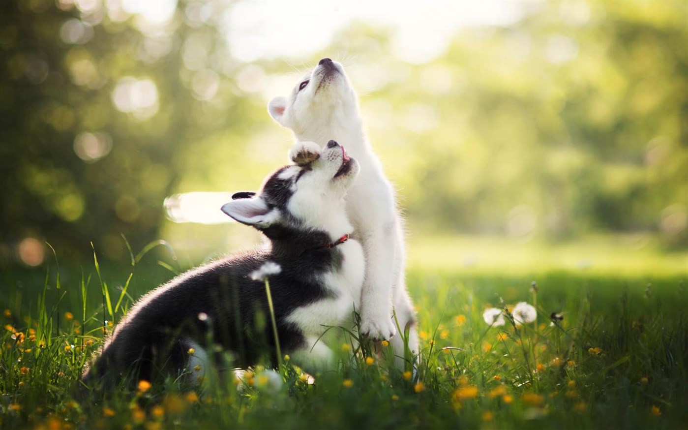 かわいい動物は好きですか Windows 10 犬と猫 テーマパックが配信開始